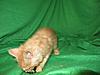 Corrigan and Mimi have babies-kitties-084.jpg