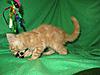 Corrigan and Mimi have babies-kitties-096.jpg