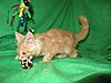 Corrigan and Mimi have babies-kitties-097.jpg