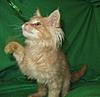 Corrigan and Mimi have babies-kitties-098.jpg