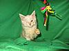 Corrigan and Mimi have babies-kitties-105.jpg