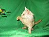 Corrigan and Mimi have babies-kitties-111.jpg