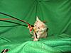 Corrigan and Mimi have babies-kitties-114.jpg