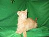 Corrigan and Mimi have babies-kitties-119.jpg