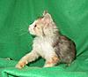 Corrigan and Mimi have babies-kitties-135.jpg