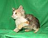 Corrigan and Mimi have babies-kitties-136.jpg