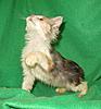 Corrigan and Mimi have babies-kitties-138.jpg