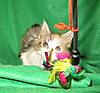 Corrigan and Mimi have babies-kitties-142.jpg