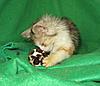 Pet home wanted for our hand reared baby-kitties-146.jpg