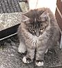 Introducing Eclipse Angels Embrace-- Seraphina.. Breeder Amber Jade Walton-kitties-169.jpg