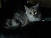 Click image for larger version. 

Name:	moonlightbeanbag.jpg 
Views:	16 
Size:	21.6 KB 
ID:	3645