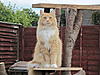 A few pics of Charlie-cats-up-tree-009.jpg