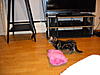 Lots of pics of (Abbey's) Leo :)-dscn1806.jpg