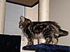 Lots of pics of (Abbey's) Leo :)-dscn1801.jpg