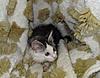 A day in the life of Tabasco Kat  AKA Louedes - Lou Lou-our-babies-29-08-2011-082.jpg