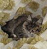 Introducing Eclipse Angels Embrace-- Seraphina.. Breeder Amber Jade Walton-our-babies-29-08-2011-227.jpg