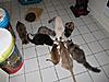 A day in the life of Tabasco Kat  AKA Louedes - Lou Lou-img_8096.jpg