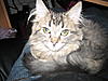 Does Lilly sound like a Maine Coon?-newkitty-007.jpg
