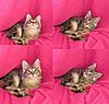 A day in the life of Tabasco Kat  AKA Louedes - Lou Lou-mimi3.jpg