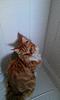 My Maine Coon Hank and the shower-imag0596.jpg