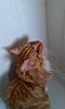 My Maine Coon Hank and the shower-imag0600.jpg