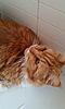 My Maine Coon Hank and the shower-imag0602.jpg