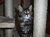 New arrival-rumba-day77.jpg