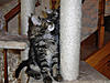 New arrival-samba-day77.jpg