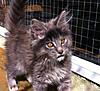 New arrival-gypsy.jpg
