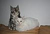 2 New arrivals in my cattery :-)-foto-iwsx74v6.jpg