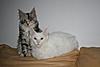 2 New arrivals in my cattery :-)-foto-4x77msri.jpg