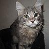 Corrigan and Mimi have babies-cats-0047.jpg