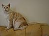 My lovely boy ..... Impress me Brandy.-impress-me-brandy.jpg