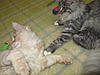 A day in the life of Tabasco Kat  AKA Louedes - Lou Lou-cats23-10-20110044.jpg