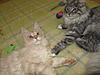 A day in the life of Tabasco Kat  AKA Louedes - Lou Lou-cats23-10-20110045.jpg