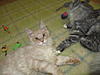 A day in the life of Tabasco Kat  AKA Louedes - Lou Lou-cats23-10-20110046.jpg