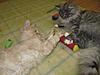 A day in the life of Tabasco Kat  AKA Louedes - Lou Lou-cats23-10-20110047.jpg