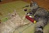 A day in the life of Tabasco Kat  AKA Louedes - Lou Lou-cats23-10-20110048.jpg
