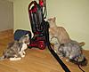 A day in the life of Tabasco Kat  AKA Louedes - Lou Lou-cats23-10-20110080.jpg