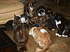 Snack time for my cats :-)-katten-op-zaterdag-003.jpg