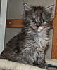 Click image for larger version. 

Name:	Ruby_daughter_of_Kruger_and_Shania_4_weeks_old.jpg 
Views:	84 
Size:	95.9 KB 
ID:	4318