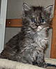 Meet Ruby Blue....-ruby_daughter_of_kruger_and_shania_4_weeks_old.jpg