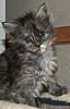 Meet Ruby Blue....-ruby_daughter_of_kruger_and_shania_4_weeks_old_-2-.jpg