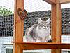 Cat Enclosure3.jpg