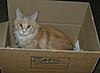 My three little kitz, Beau and Roco too-beau-packing-3.jpg
