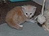 My three little kitz, Beau and Roco too-big-bro-1.jpg