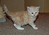 My three little kitz, Beau and Roco too-big-bro-3.jpg