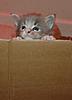 My three little kitz, Beau and Roco too-blue-about-go-over-wall-.jpg
