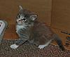 My three little kitz, Beau and Roco too-blue-white-tabby.jpg