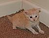 My three little kitz, Beau and Roco too-tiny-2.jpg